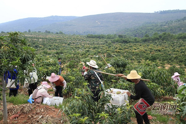 「奋斗百年·金沙筑梦」招商引资结出致富果 各族群众展笑颜