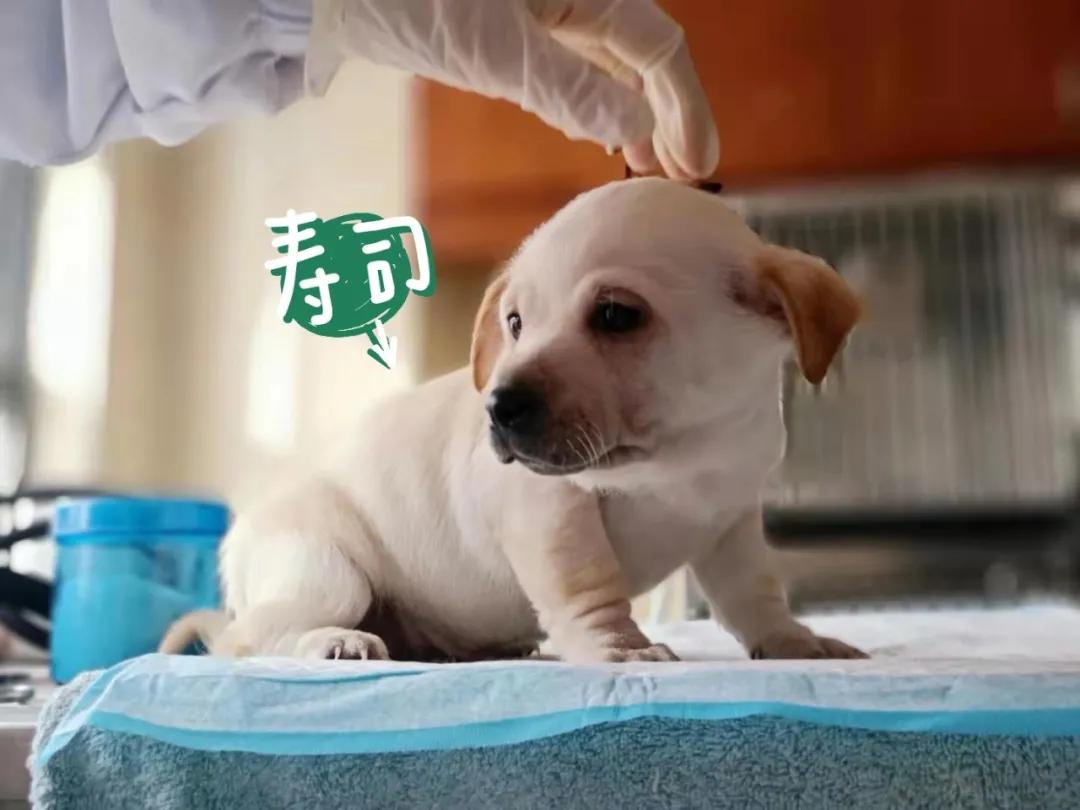 狗狗领养大片｜《请回答“领养人们”》