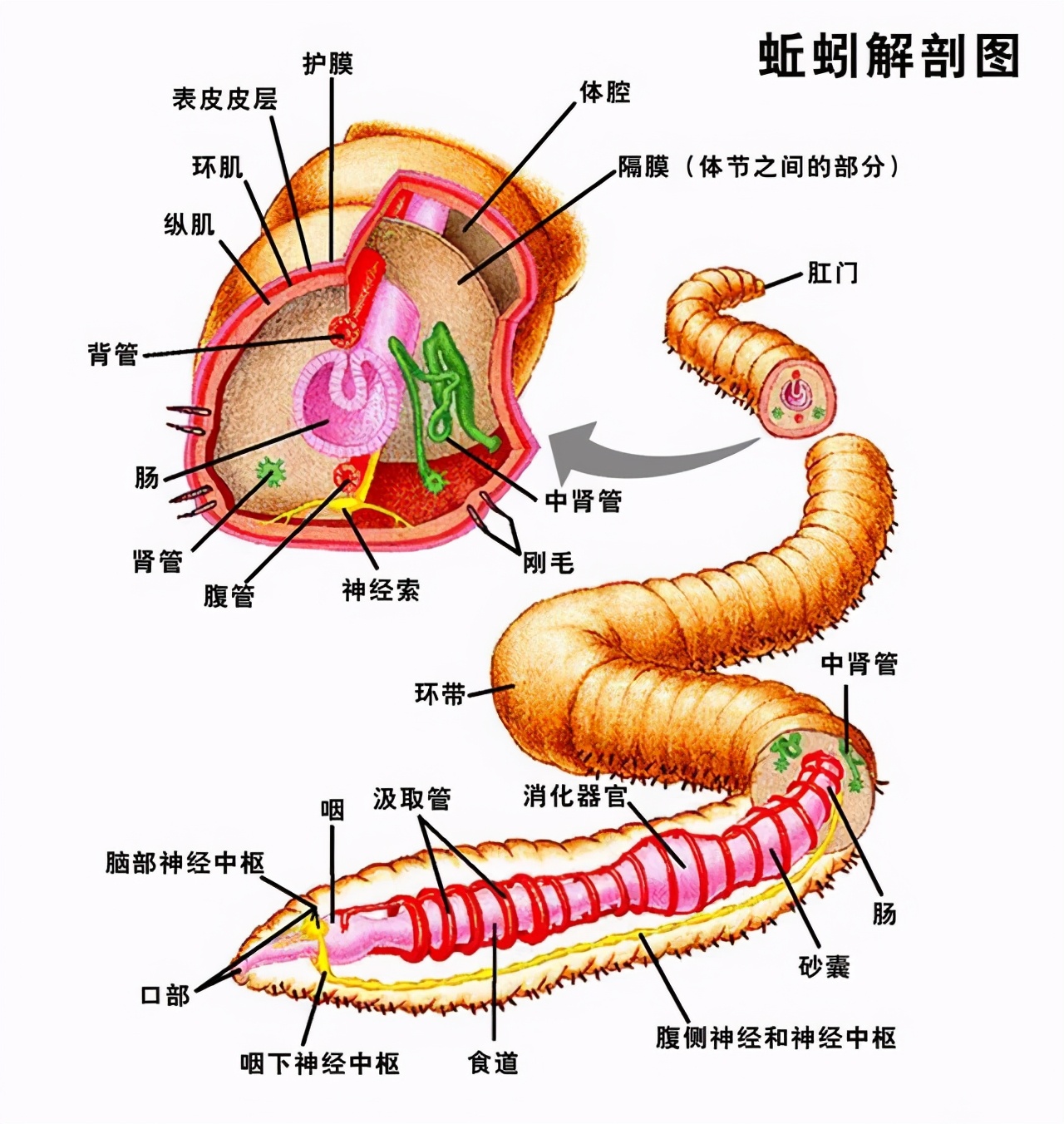 蛇斩断头后还可以咬人