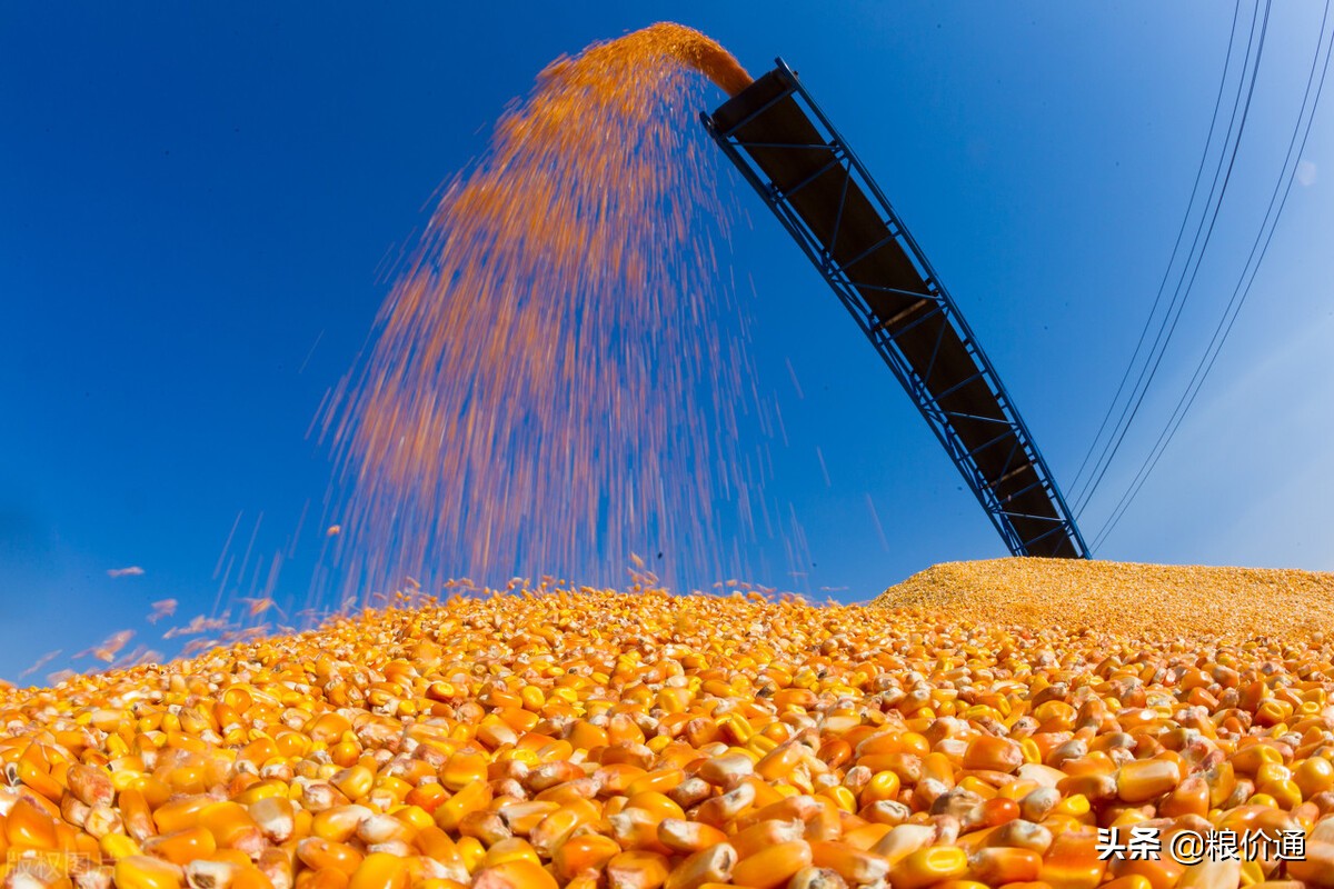 玉米有1个好消息，透露2个重要信号！3月18日玉米