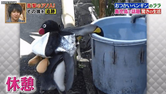 這只日本小鎮的網紅企鵝，每天最愛的事是背包去魚店討魚吃～