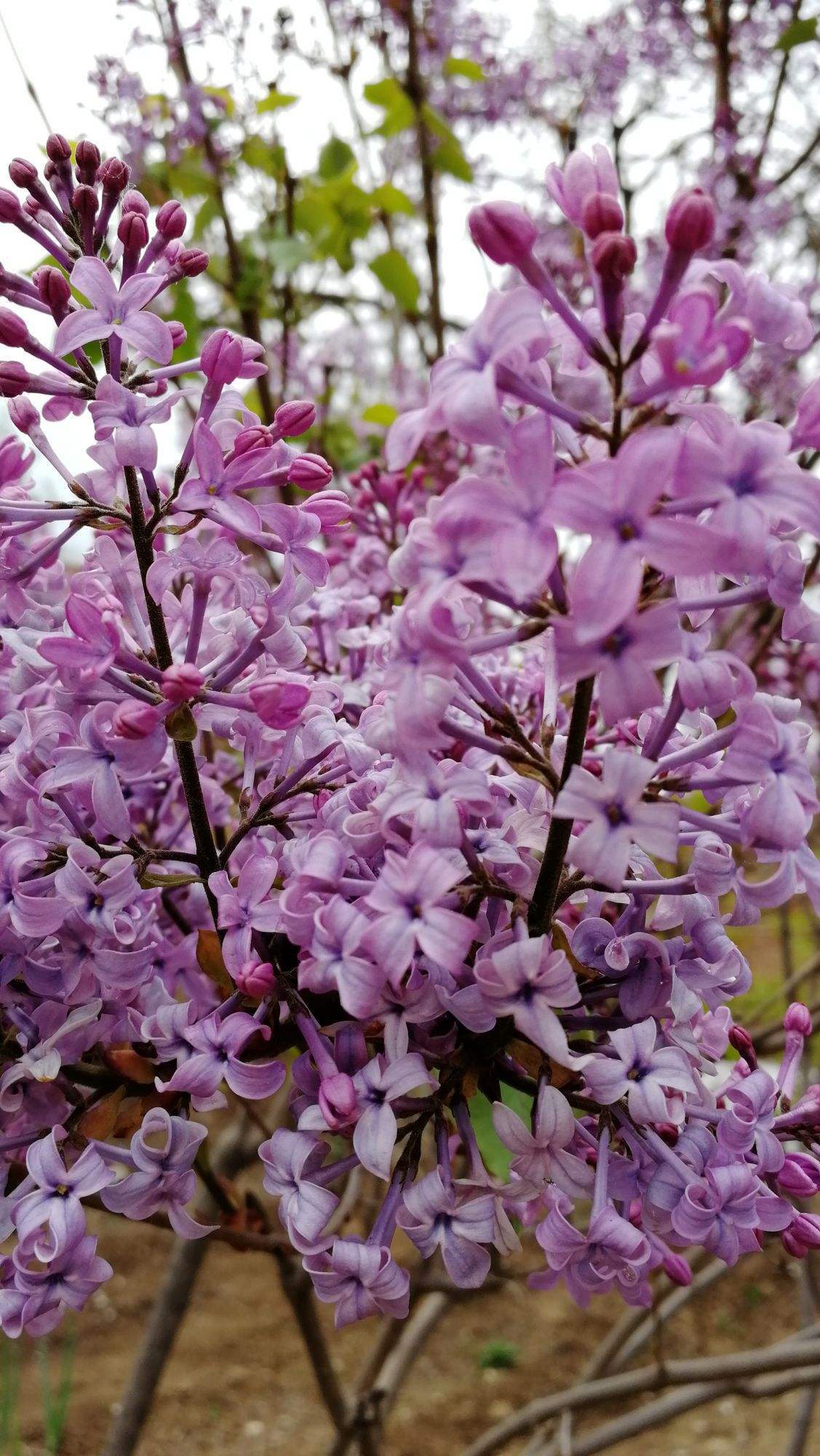 养花也得赶潮流，超好看的5种紫色花，和你的紫色系衣服更搭