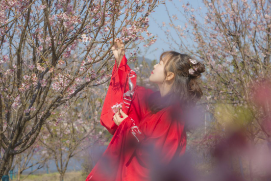 江西省武宁县：樱花烂漫美如画