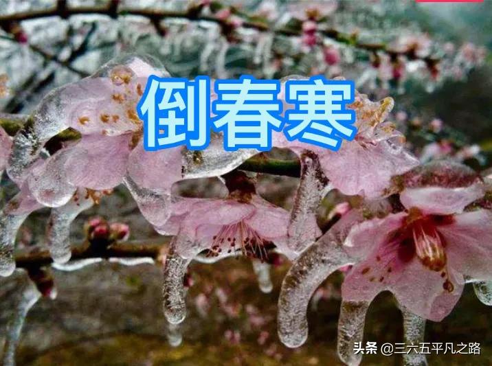 俗语“二九刮南风，来年倒春寒”啥意思？春节天气是暖还是冷？