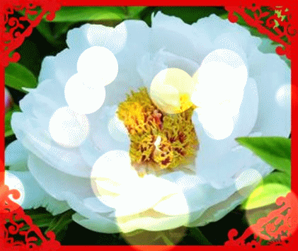 十一|今天正月十一一心一意的祝福 送给群里每一位朋友打开看看吧