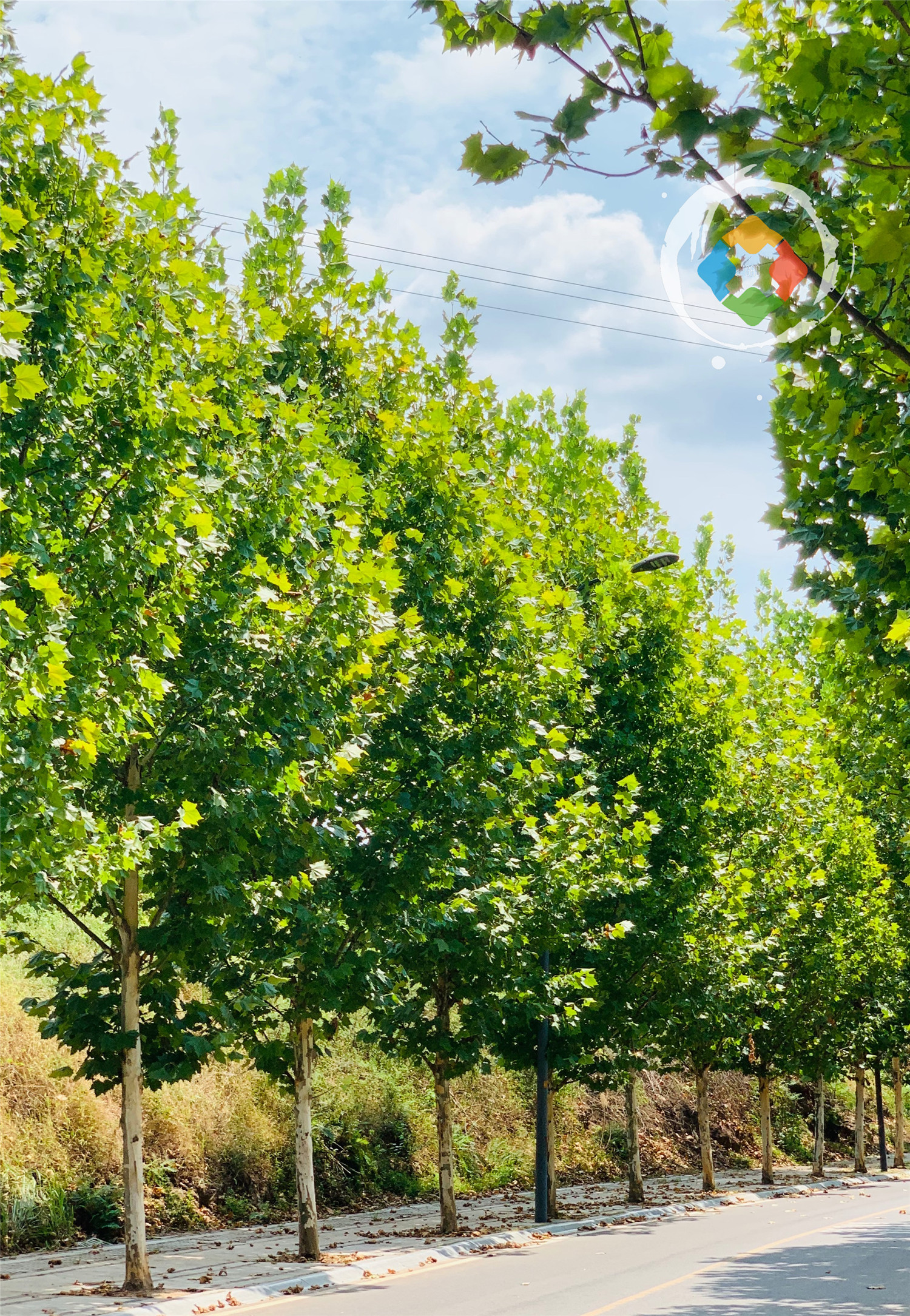 重庆广阳岛游玩攻略：一天逛完4大景点，美不胜收，拍照超好看