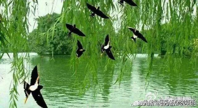 鸟语花香-第1张图片-非凡网