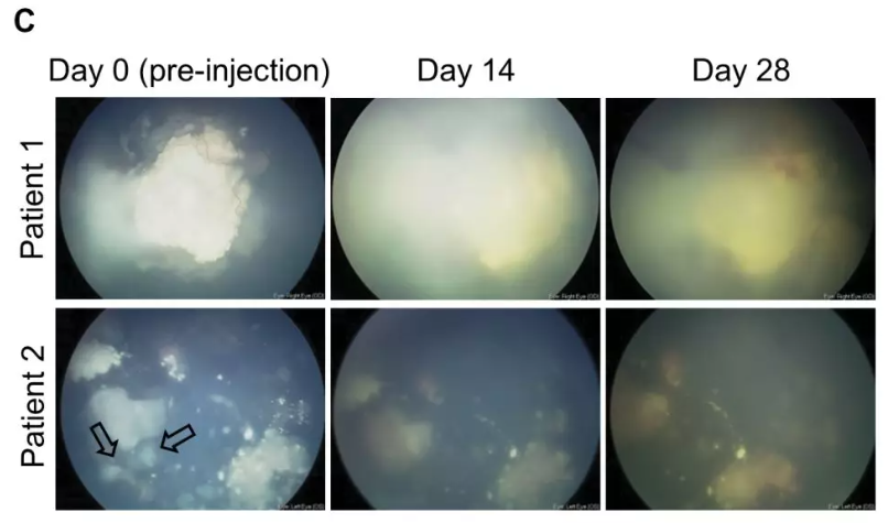 Ȩ���о�����ϸ��������Ѫ���������ڣ����Ƿ������ж������