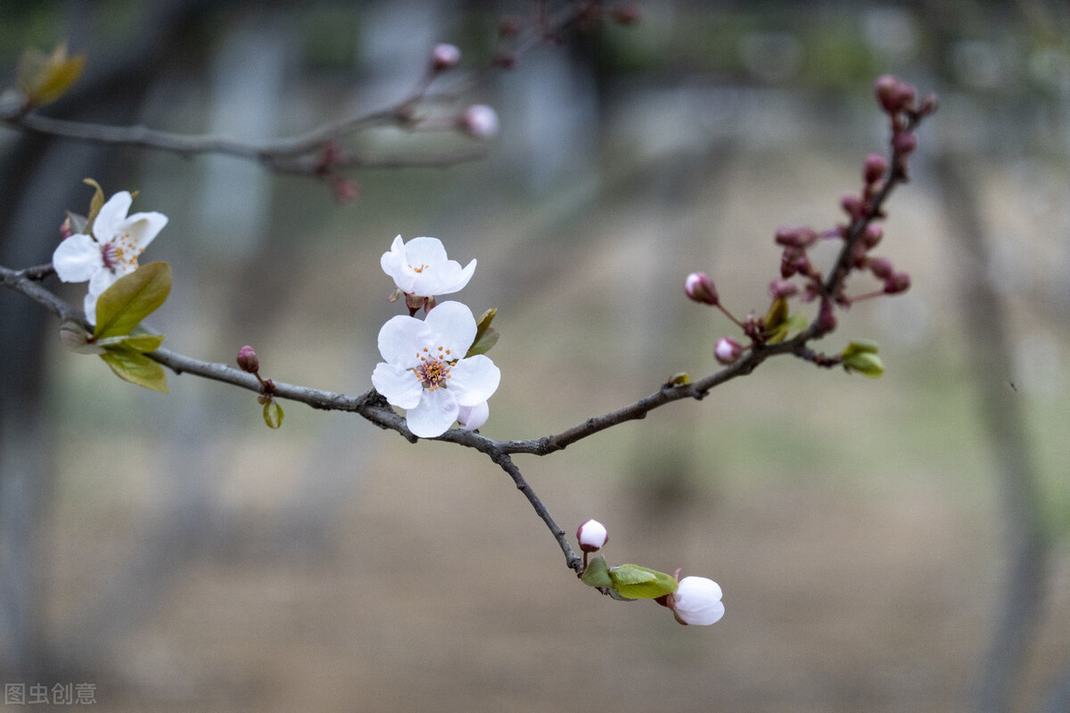 春分：诗词里的春天之美