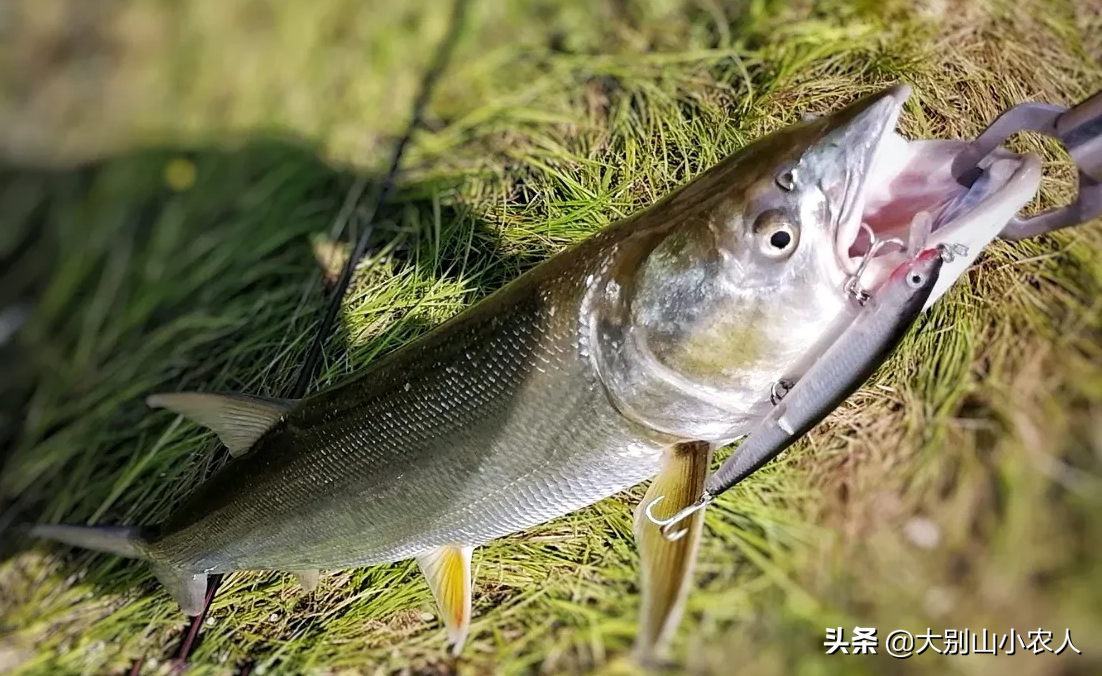 釣魚人的眼中，誰才是淡水魚霸王？前2種是公認，後2種小眾卻常見_ 