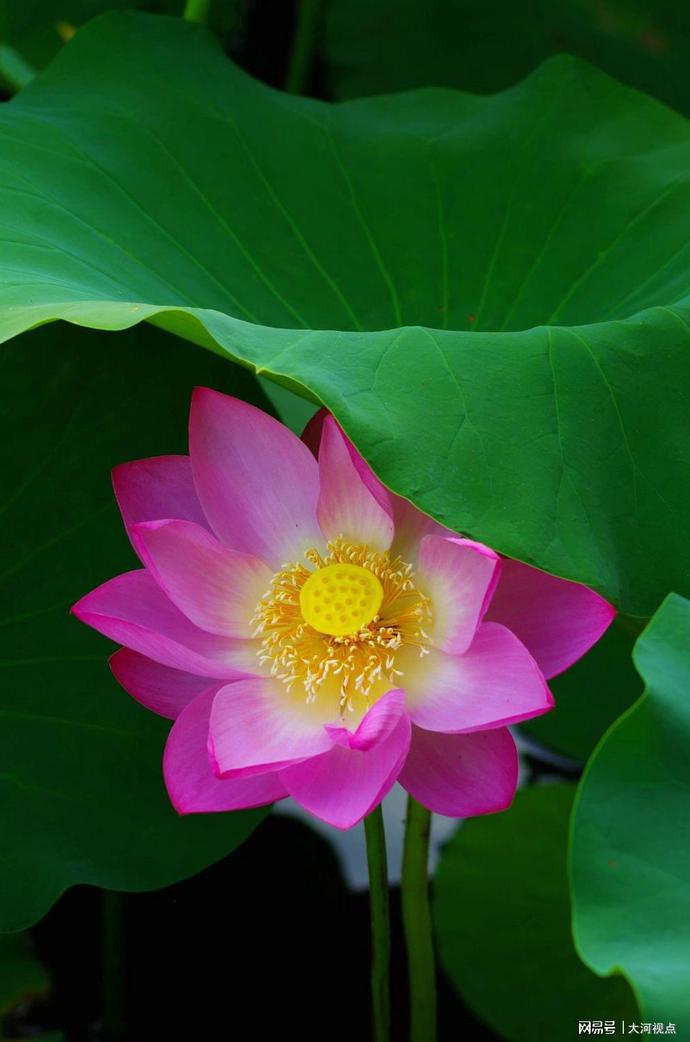 「发现许昌之美」莲城许昌荷花芳华绝代，让你看一眼惊艳整个夏天
