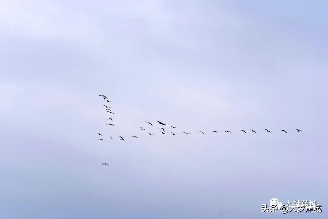 冬日至 候鸟归！看东湖湿地公园水鸟翻飞～