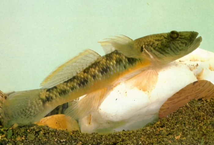 中国淡水鱼图集二90169