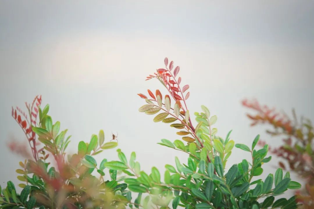 赠你15句看一眼就会爱上的诗词，太有韵味了-第2张图片-非凡网