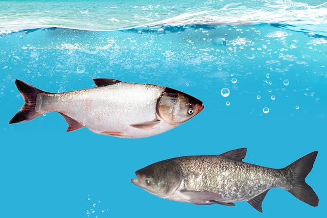 了解鱼类喜欢吃什么不喜欢吃什么，对于科学合理的养殖规划很重要
