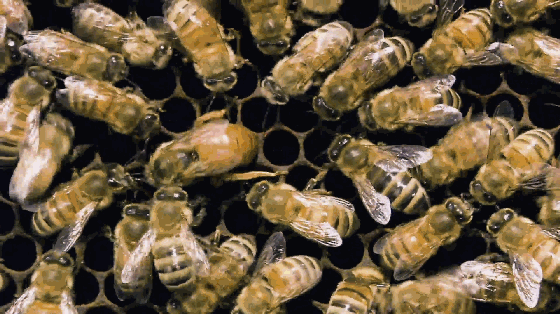 人多力量大，不止適用於人類