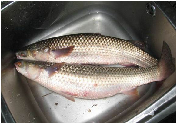 看图识鱼88种水产海鲜