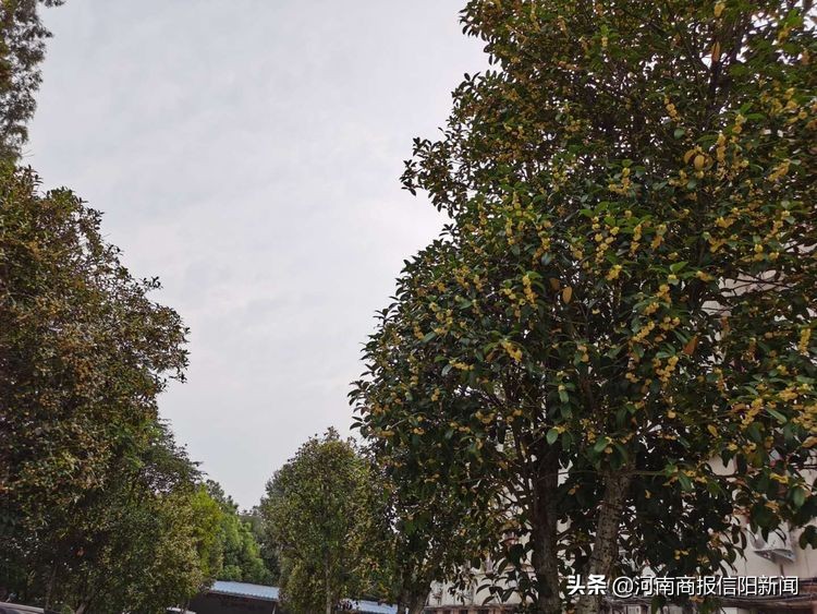范东升：商城八月桂花遍地开