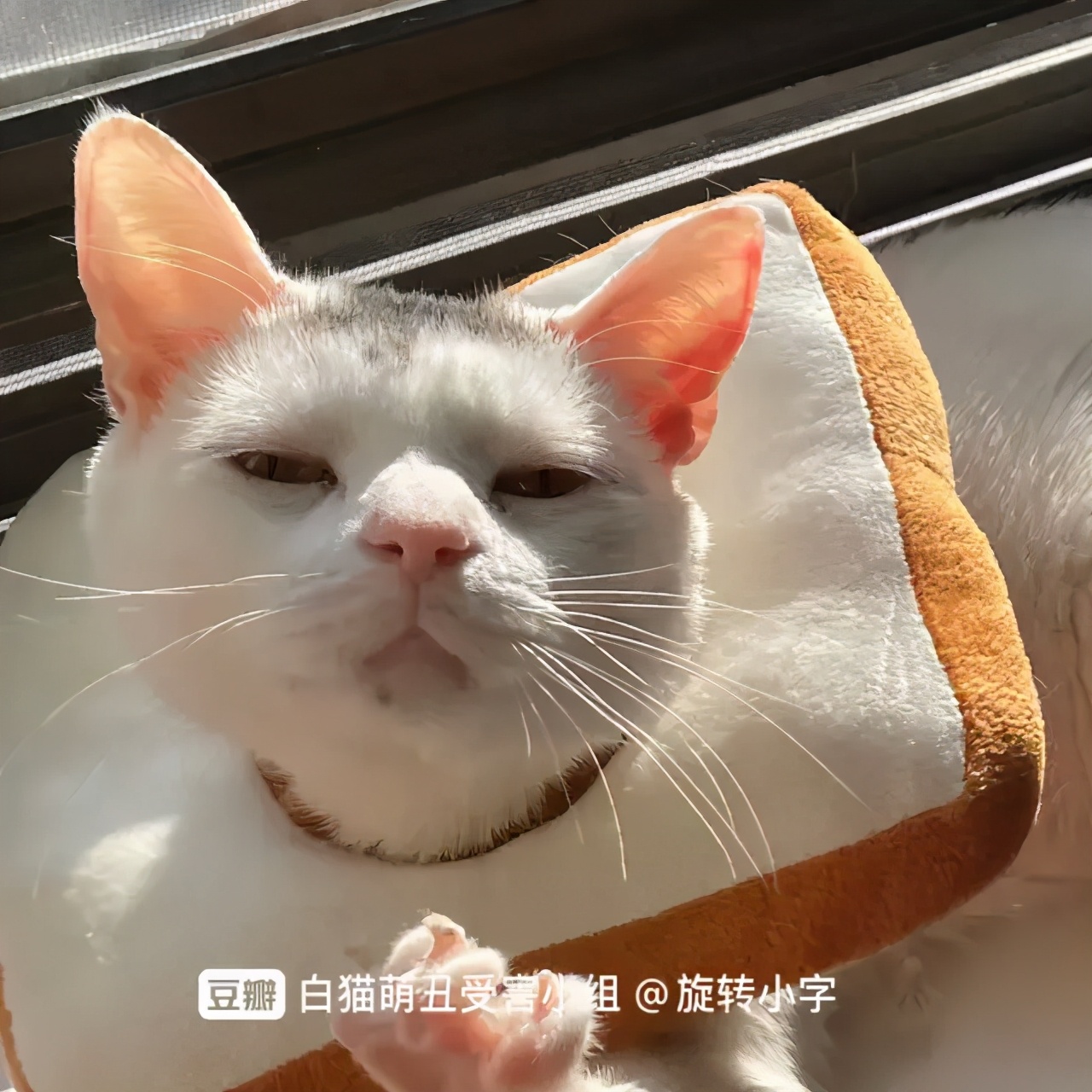 救命 我家的猫越长越丑了 每日豆瓣 Mdeditor