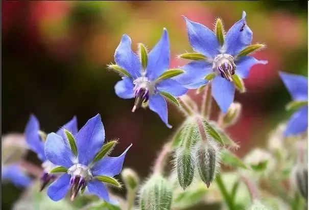 160種· 奇花異草,絕對有你沒見過的! 「下部分」