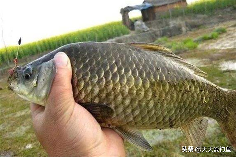 早春钓大鲫鱼的4要原则，早春不是鱼不好钓，是你不会钓