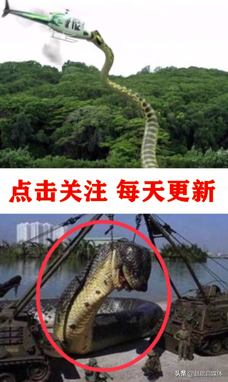 变异巨蟒图片