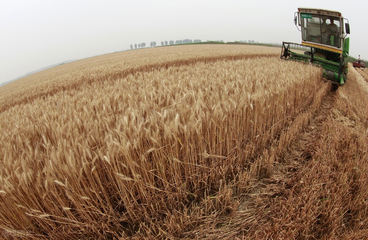 玉米价格继续下跌，小麦试探性冲高，有望突破1.4？