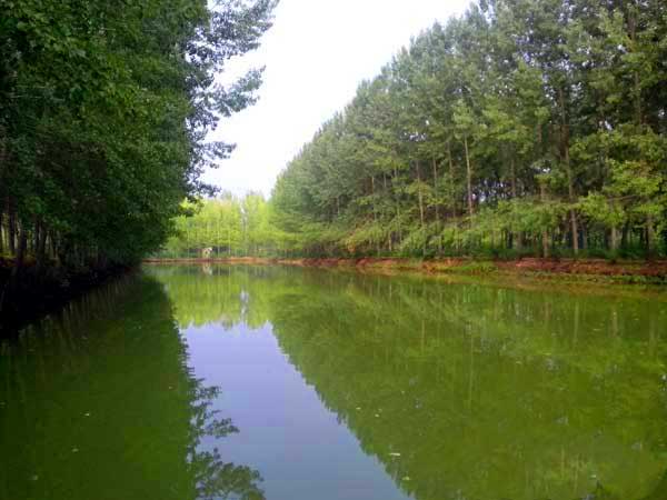 山东旅游：滕州微山湖湿地采风记（图）