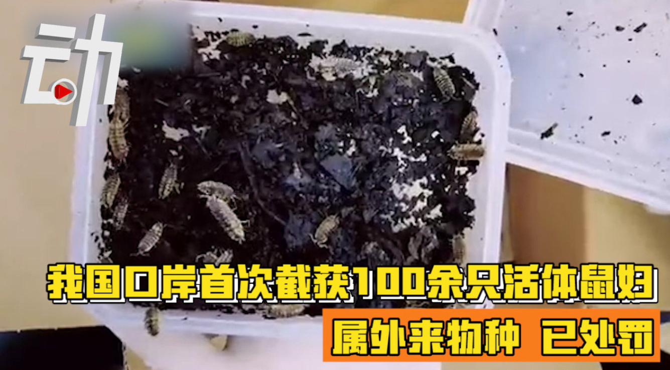 2021年“扎堆”，大连海关截获100只活体鼠妇，知道危害多大吗？
