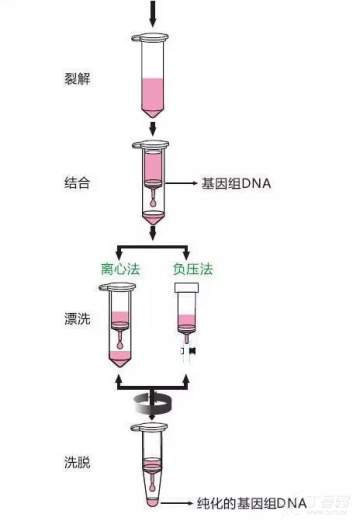 体外诊断中的核酸提取纯化的方法及原理介绍
