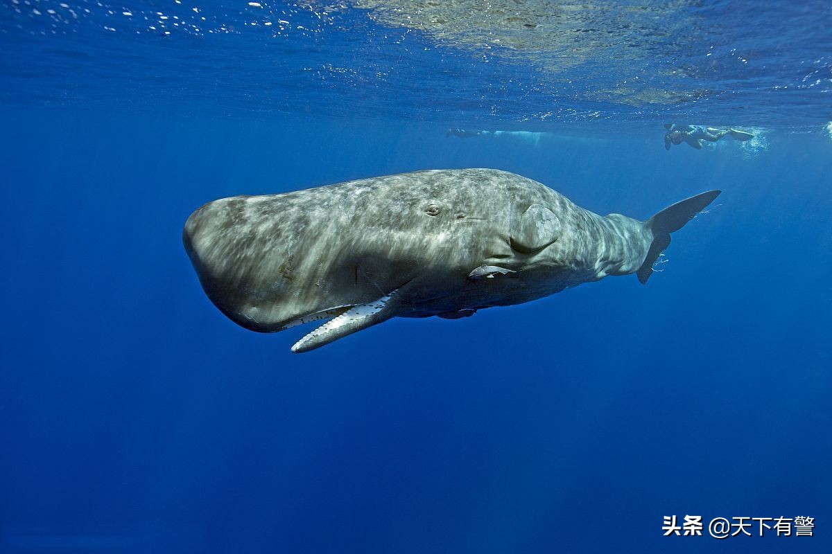 钢铁做的军用潜艇下潜记录是1250米，为何抹香鲸却能到2200米？