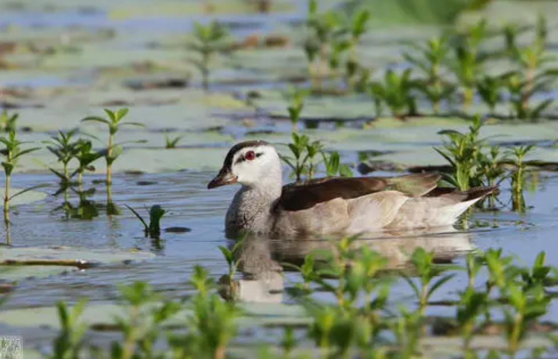 好消息！棉鳧曾在我國消失近50年，如今在安徽巢湖半島第1次發現
