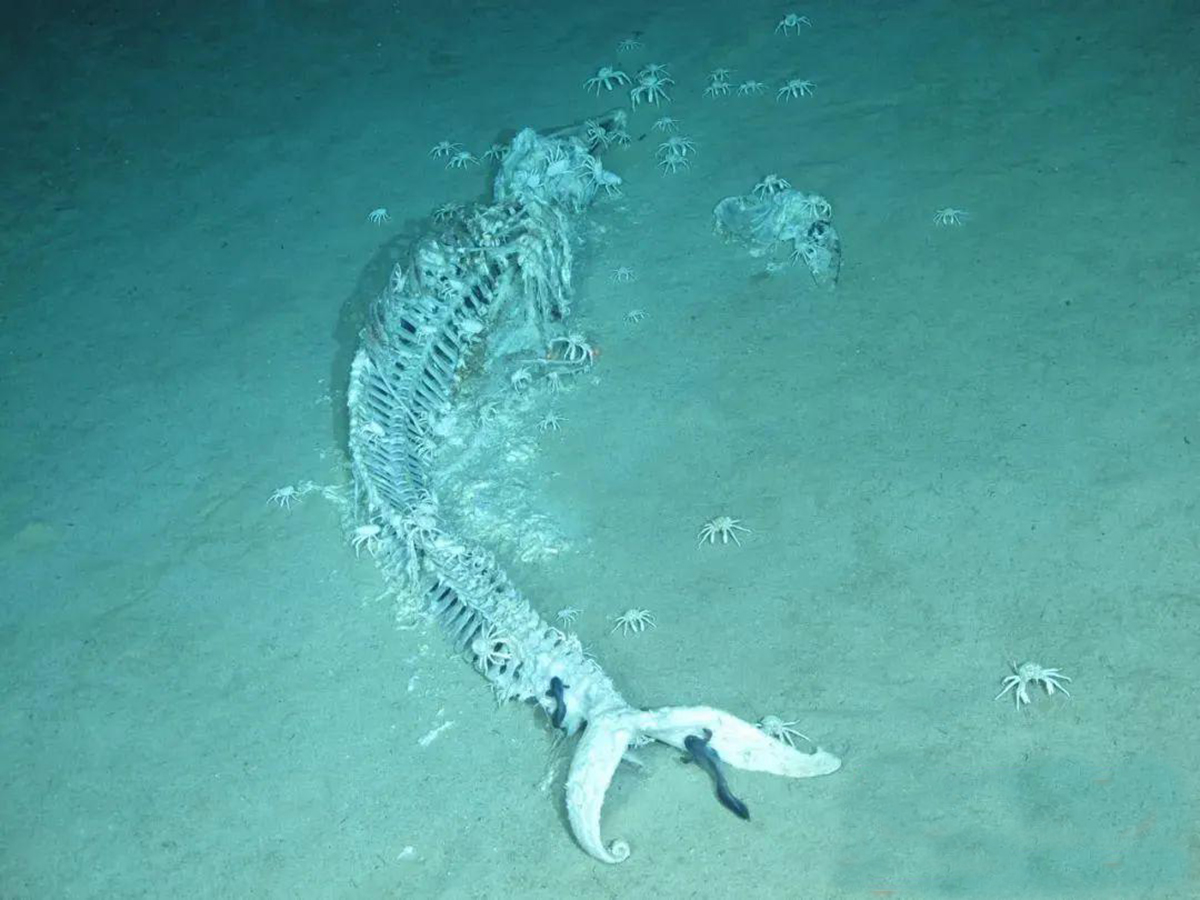 鯨落萬物生 滋養海底100種生物 其中的食骨蠕蟲又有幾人知 一寸蟲奇聞 Mdeditor