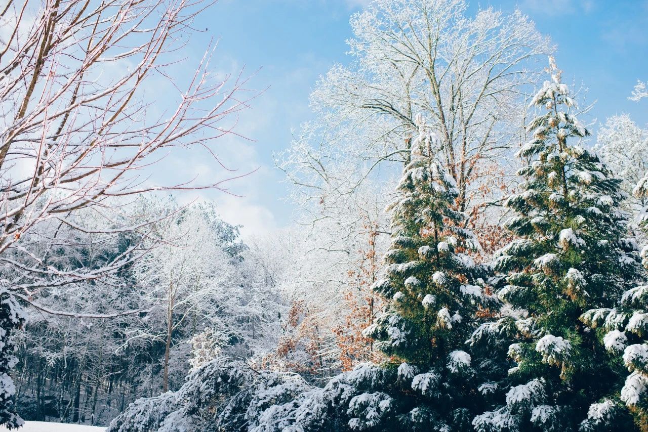 8首咏雪诗词，冬景似春华，莫负好时光-第1张图片-诗句网