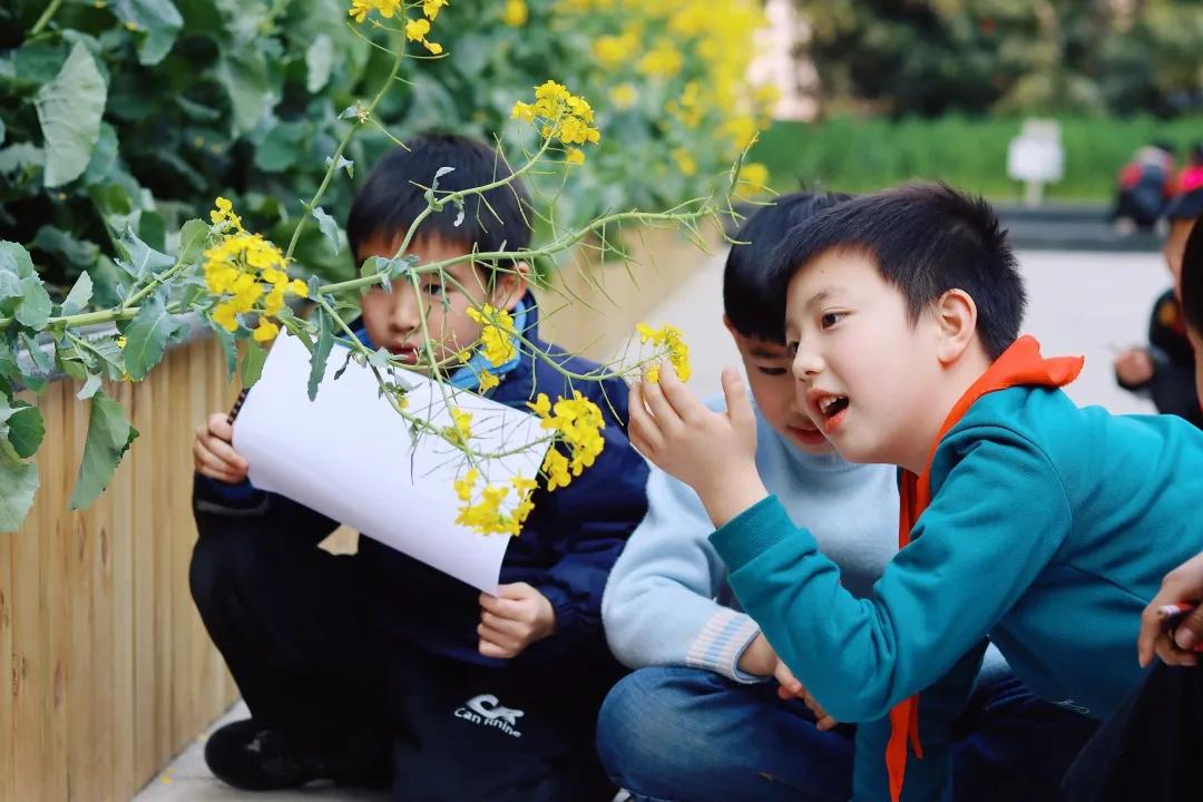带上五官到校园里寻找春天——成都市华中附小大自然的语文课
