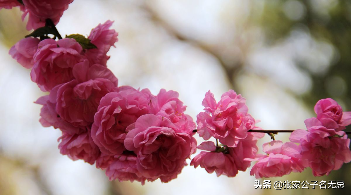 桃花开得正美，你要问最美的桃花在哪里？-第5张图片-诗句网