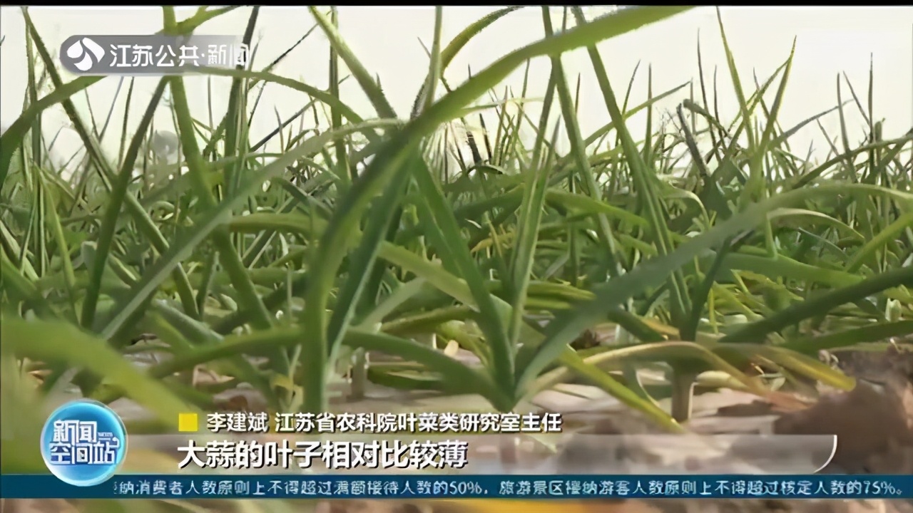 把水仙当蒜苗 女子误食后恶心、呕吐