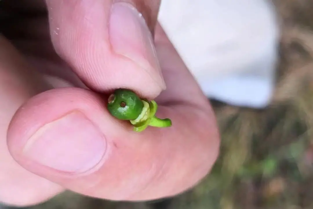 柑橘褐斑病高发季节，果农如果防治不力，全园都可能沦陷