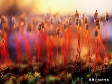 微生物菌有多强大，种植、水产、养殖都离不开它！（一）