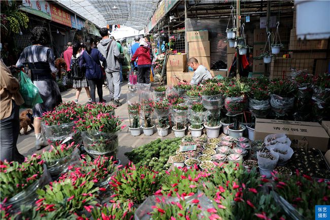 广州花市春节到逛广州最大的岭南花卉市场买盆年花就过年