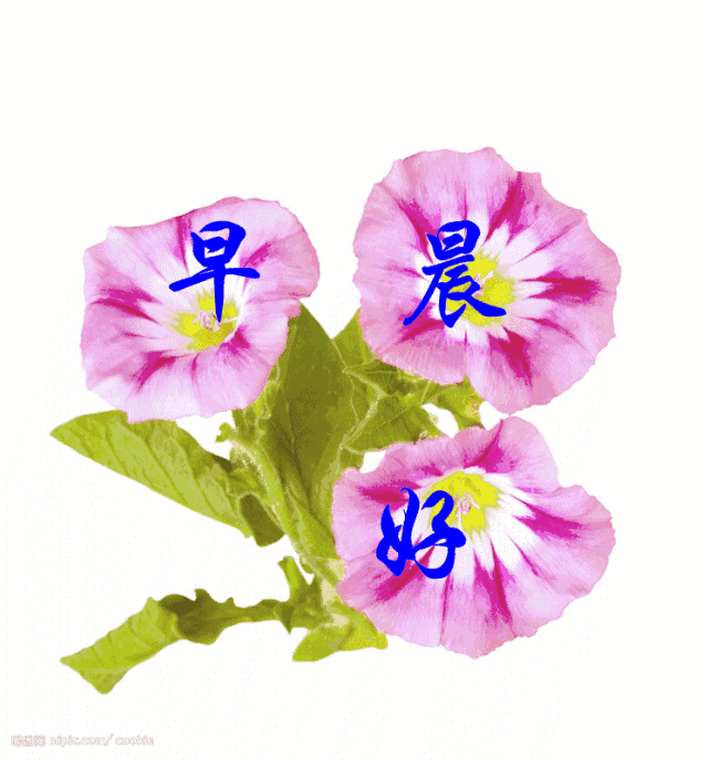 每天一句简单的问候语 早上好祝福短句子图片