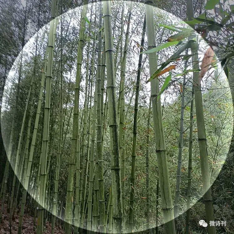 新诗推荐:著名诗人安娟英诗歌专辑