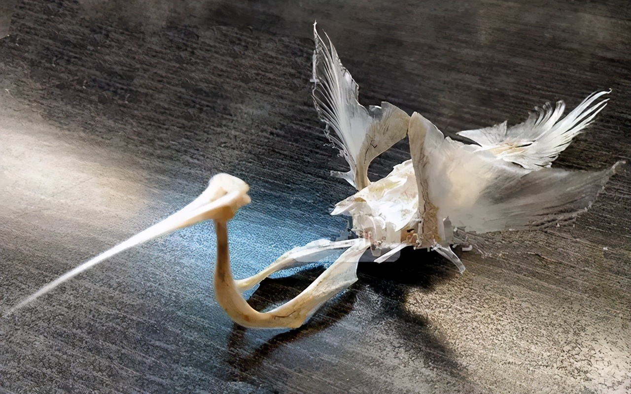 鲞鱼之鳓鱼清明之美味