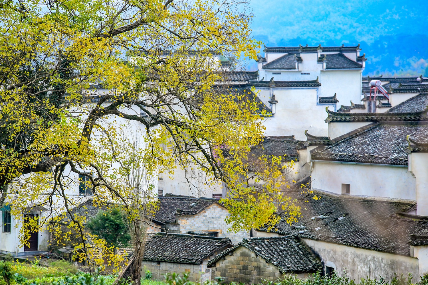 “中国画里乡村”在哪里？安徽这个地方一到秋天，令人如痴如醉