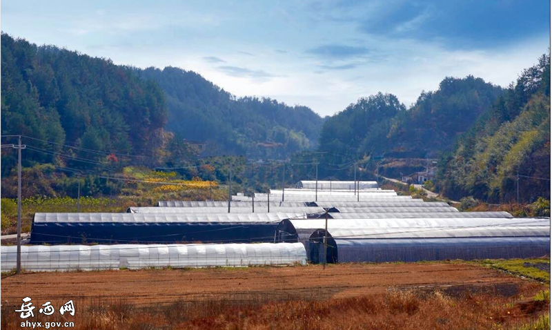 探索乡村振兴成功之道