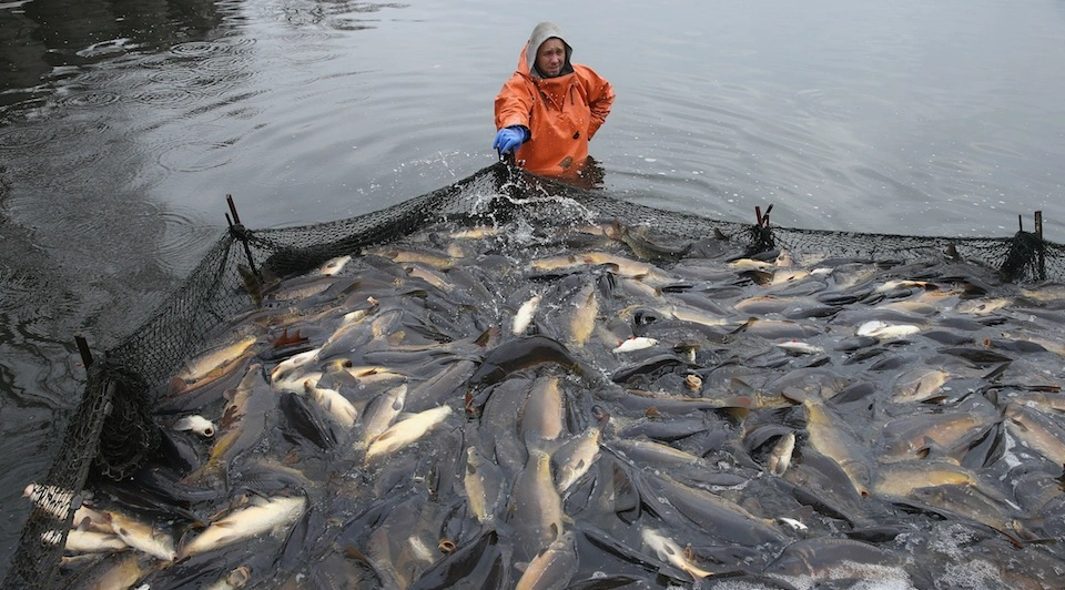 3.6亿条鲤鱼堵塞澳洲水道无人吃，中国吃货：让我来