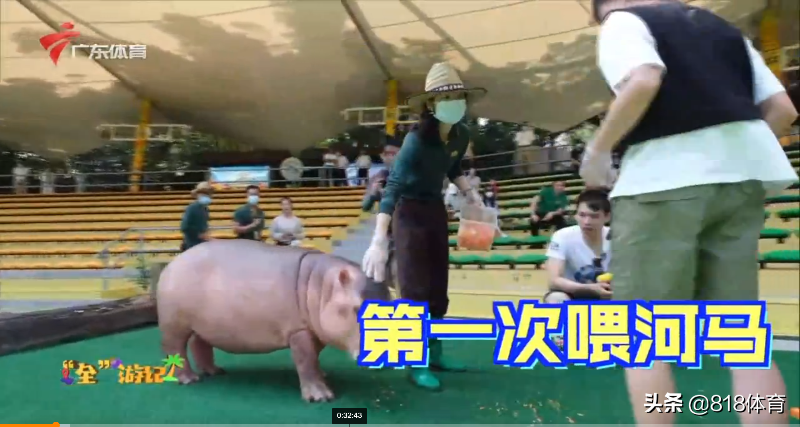 笑喷！全红婵喂大河马吃胡萝卜吓得一抖，给小河马洗澡搓泡泡萌翻