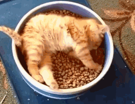 论躺平，我只服橘猫