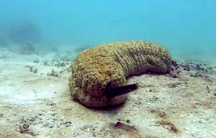 海底最奇特的共生关系,隐鱼为什么喜欢往海参的后面钻?