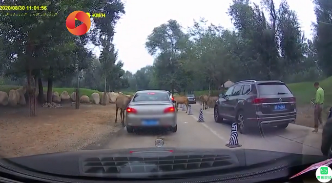 动物园|北京野生动物园游客疑喂动物口罩 被及时制止